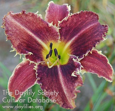 Daylily Clawed Rains